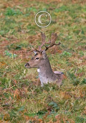 Fallow Deer Buck DM0640